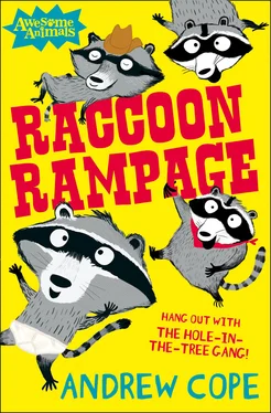 Nadia Shireen Raccoon Rampage обложка книги