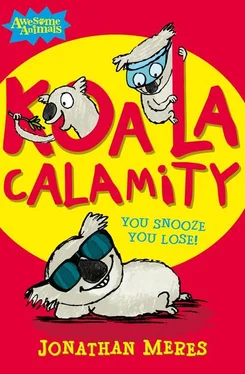 Jonathan Meres Koala Calamity обложка книги