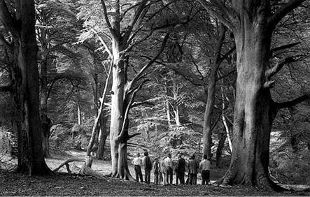 Humility The NCCs scientific advisory committee dwarfed by the great beeches - фото 7
