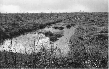 Thorne Moors SSSI was a bone of contention in the 1990s between English Nature - фото 4