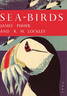 James Fisher Sea-Birds обложка книги