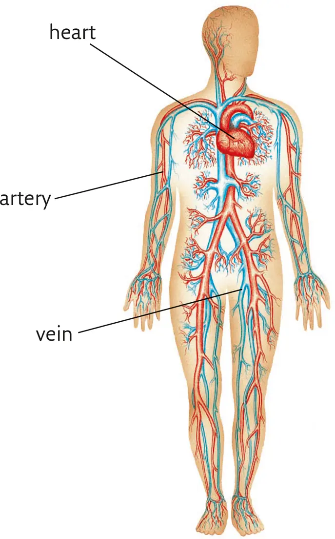 arthritis NOUN a condition in which the joints in someones body become - фото 10