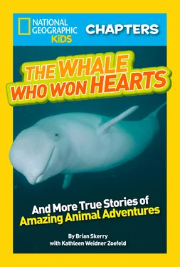 National Kids National Geographic Kids Chapters: The Whale Who Won Hearts: And More True Stories of Adventures with Animals обложка книги