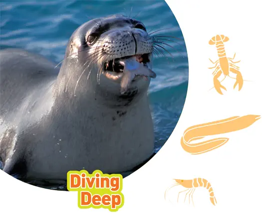 photo credit 22 A Hawaiian monk seal eats a lot but first it has to catch - фото 5