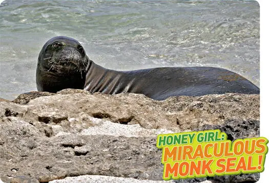 Honey Girl a Hawaiian monk seal looks back before diving into the ocean - фото 2
