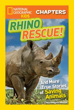 National Geographic National Geographic Kids Chapters: Rhino Rescue: And More True Stories of Saving Animals обложка книги