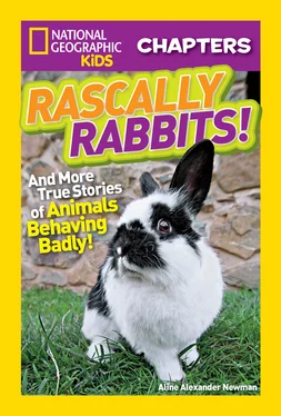 Aline Newman National Geographic Kids Chapters: Rascally Rabbits!: And More True Stories of Animals Behaving Badly обложка книги