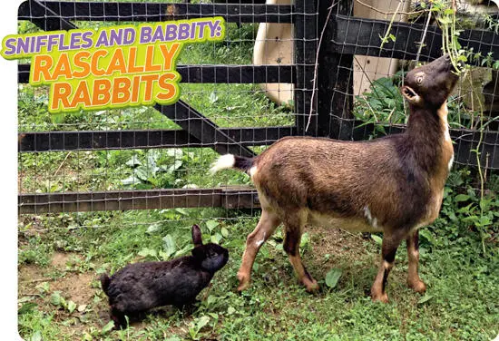 When Babbity the rabbit moved in with Flopsy the goat their owners wondered - фото 3