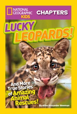 Aline Newman National Geographic Kids Chapters: Lucky Leopards: And More True Stories of Amazing Animal Rescues обложка книги