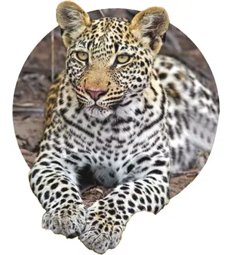 COMMON LEOPARD CLOUDED LEOPARD CLOUDED LEOPARDS Live in tropical - фото 4