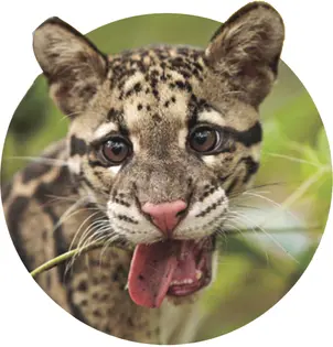 CLOUDED LEOPARD CLOUDED LEOPARDS Live in tropical forests in Southeast - фото 5