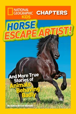 Ashlee Blewett National Geographic Kids Chapters: Horse Escape Artist: And More True Stories of Animals Behaving Badly обложка книги