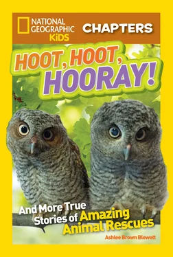 Ashlee Blewett National Geographic Kids Chapters: Hoot, Hoot, Hooray!: And More True Stories of Amazing Animal Rescues обложка книги