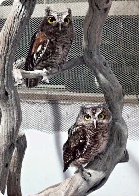 Paul on the top branch looks ready to test his wings Babe is not so sure - фото 5