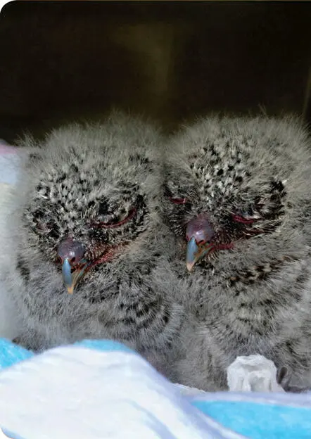 When Homer Kuhn found these little baby owls their eyes were still closed - фото 3