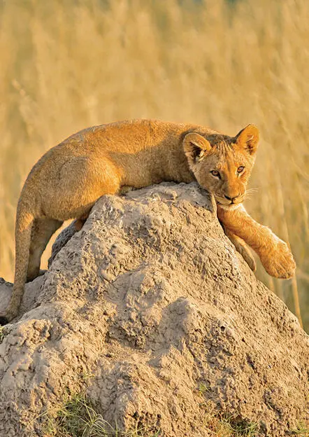 I loved watching this little lion cub lounge on a termite mound Hi my name - фото 4