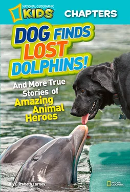Elizabeth Carney National Geographic Kids Chapters: Dog Finds Lost Dolphins: And More True Stories of Amazing Animal Heroes обложка книги