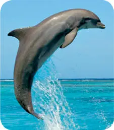 photo credit 14 Dolphins have teeth so they are part of the toothed whale - фото 3