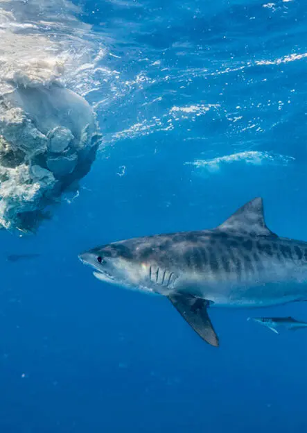A tiger shark feeds on a dead sperm whale Photo Credit p111 Конец - фото 3