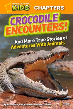 Brady Barr National Geographic Kids Chapters: Crocodile Encounters: and More True Stories of Adventures with Animals обложка книги