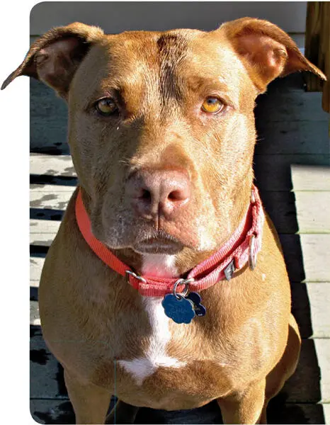 Lilly the pit bull is gentle and sweet She loves to be scratched under her - фото 2