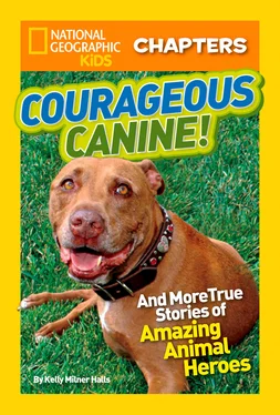 Kelly Halls National Geographic Kids Chapters: Courageous Canine: And More True Stories of Amazing Animal Heroes обложка книги