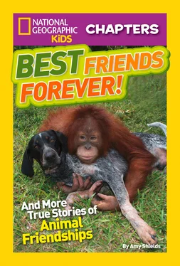 Amy Shields National Geographic Kids Chapters: Best Friends Forever: And More True Stories of Animal Friendships обложка книги