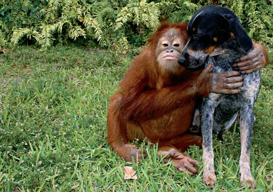 It was love at first sight when Suryia the orangutan met this dog named Roscoe - фото 2