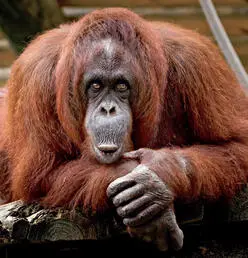 Orangutans used to live everywhere in Asia Today they live in the wild on only - фото 4