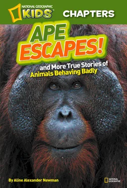 Aline Newman National Geographic Kids Chapters: Ape Escapes: and More True Stories of Animals Behaving Badly обложка книги
