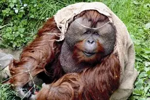 photo credit 11 Orangutans and Tools Orangutans are the smartest of all - фото 3