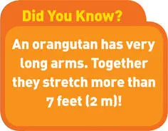 Jerry goes inside the orangutans cage and hangs a chain from one wall to - фото 4