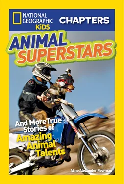 Aline Newman National Geographic Kids Chapters: Animal Superstars: And More True Stories of Amazing Animal Talents обложка книги