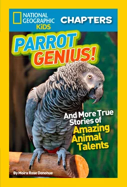 Moira Donohue National Geographic Kids Chapters: Parrot Genius: And More True Stories of Amazing Animal Talents обложка книги