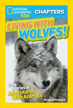 Jim Dutcher National Geographic Kids Chapters: Living With Wolves!: True Stories of Adventures With Animals обложка книги