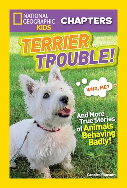 Candice Ransom National Geographic Kids Chapters: Terrier Trouble! обложка книги