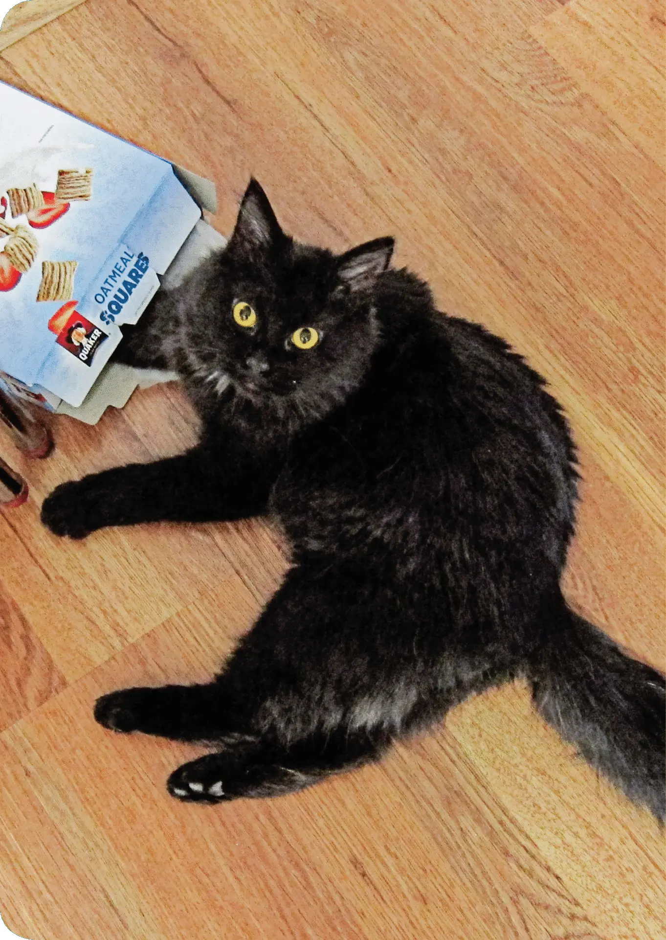 Atticus paws at a box of cereal Is he looking for a snack Credit 2 Конец - фото 3