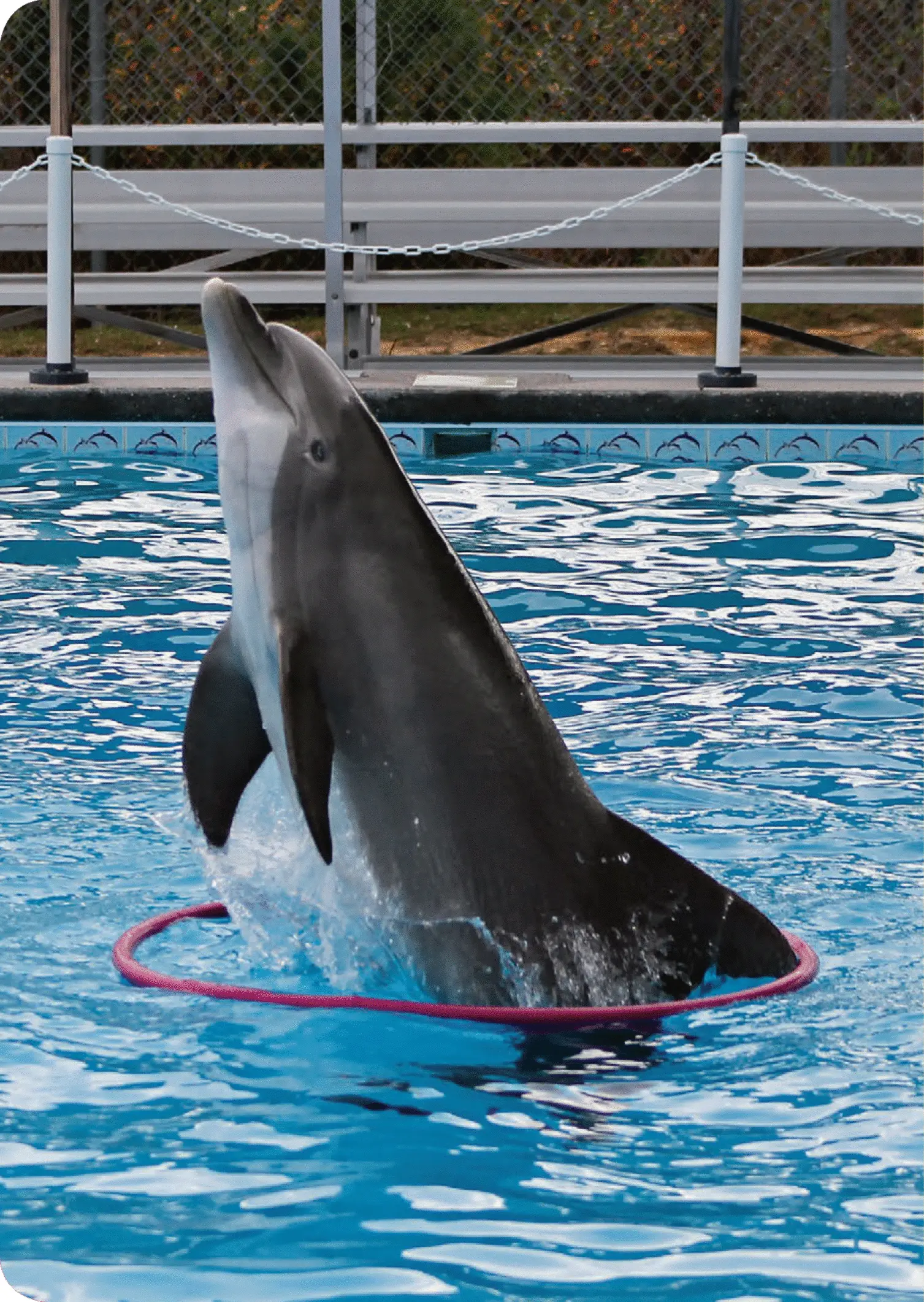 A playful dolphin dances with a hula hoop Credit 2 Have you ever been - фото 3