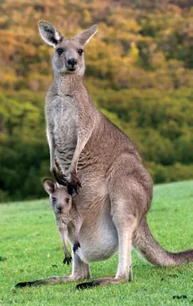 photo credit 11 Marsupials are mammals like dogs and people Like most - фото 4