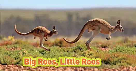 photo credit 21 There are millions of kangaroos in Australia In fact more - фото 5