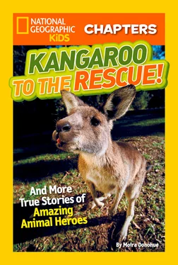 Moira Donohue National Geographic Kids Chapters: Kangaroo to the Rescue!: And More True Stories of Amazing Animal Heroes обложка книги