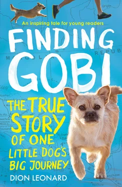 Dion Leonard Finding Gobi: The true story of one little dog’s big journey обложка книги
