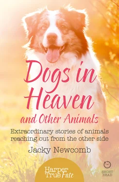 Jacky Newcomb Dogs in Heaven: and Other Animals: Extraordinary stories of animals reaching out from the other side обложка книги