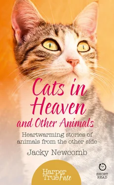 Jacky Newcomb Cats in Heaven: And Other Animals. Heartwarming stories of animals from the other side. обложка книги