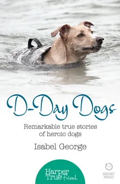 Isabel George D-day Dogs: Remarkable true stories of heroic dogs обложка книги