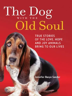 Jennifer Sander The Dog with the Old Soul обложка книги
