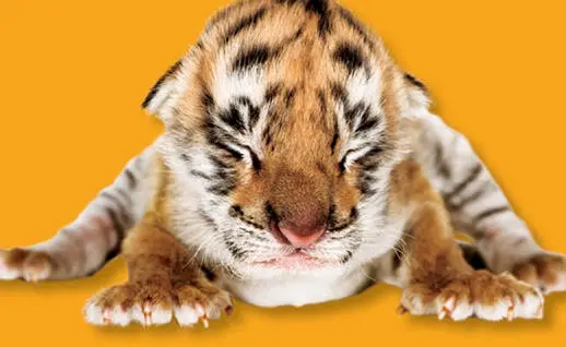 illustration credit 12 So You Think You Want a Baby Tiger Keeping a baby - фото 4