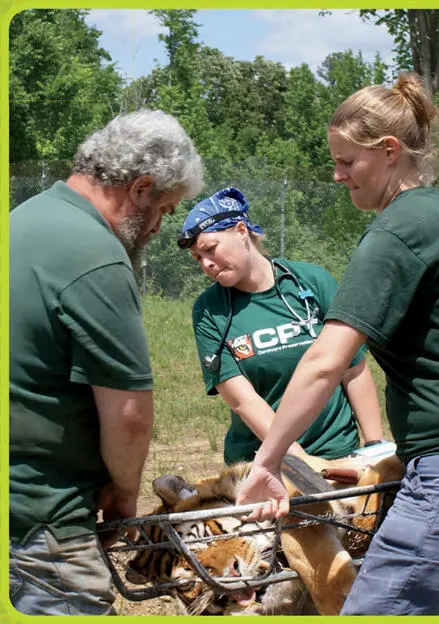 The experts at Carolina Tiger Rescue know how to care for and move big cats - фото 5