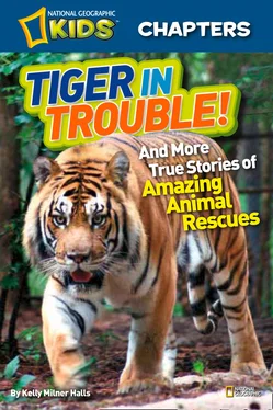 Kelly Halls National Geographic Kids Chapters: Tiger in Trouble!: and More True Stories of Amazing Animal Rescues обложка книги