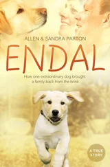 Sandra Parton - Endal - How one extraordinary dog brought a family back from the brink